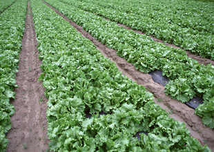 整齐的绿色蔬菜种植田