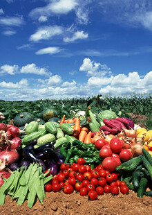 多彩新鲜蔬菜大集合