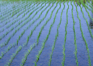 整齐排列的嫩绿秧苗