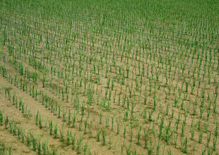 绿色田野中的整齐作物