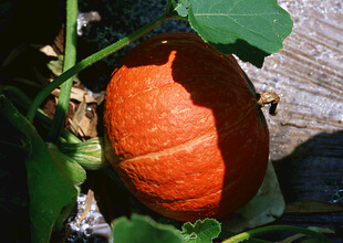 成熟的橙色南瓜挂在藤上