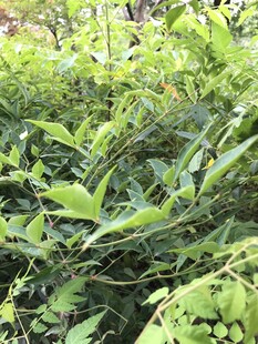 繁茂绿植景观