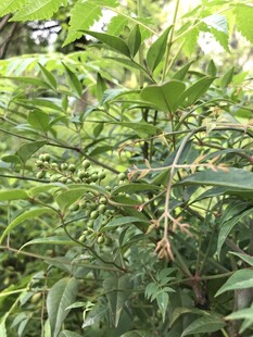 绿叶间的娇艳花朵