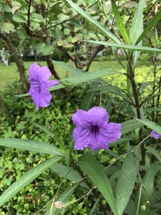 紫色绽放的美丽花卉