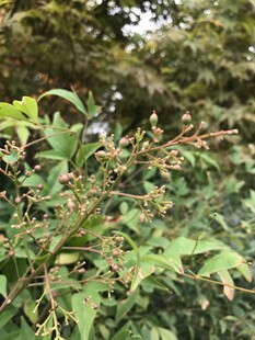 绿叶间的繁茂植物