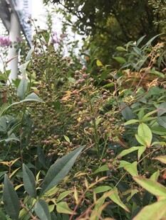 繁茂绿植景观
