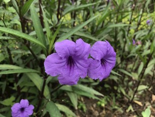 紫色牵牛花绽放于绿叶间