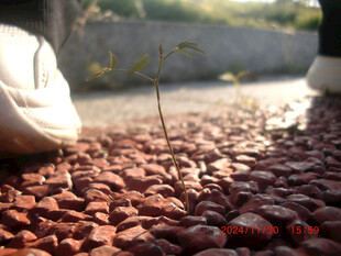 脚下碎石间的嫩绿幼苗