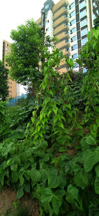 城市中茂盛的绿色植物