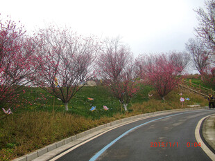 春日繁花盛开的蜿蜒公路