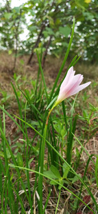 草丛中的单朵粉色小花