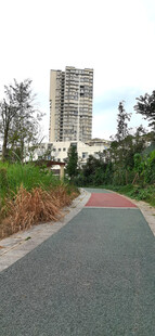 城市道路旁的高楼与绿植