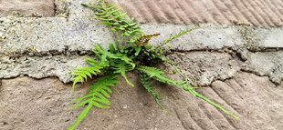 石缝中生长的翠绿蕨类植物