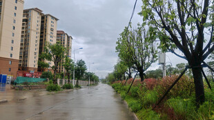 雨后城郊道路与绿植景观