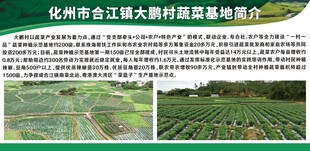 蔬菜基地简介