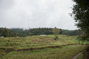 山间绿野小道风景