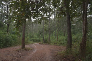 林间蜿蜒小路 静谧自然景