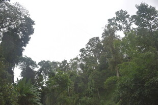 茂密森林景观