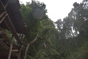 雨林中的木质建筑景观