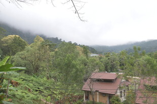 山间小屋隐于葱郁林木间