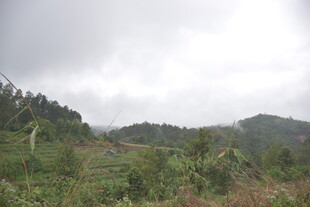 山间云雾缭绕的绿植景观