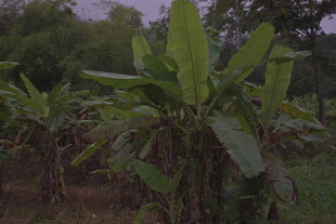香蕉植株在户外的景象