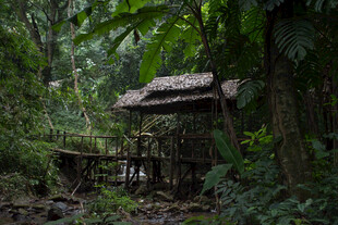 丛林中的破旧小屋