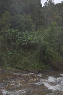 山间溪流旁的茂密植被