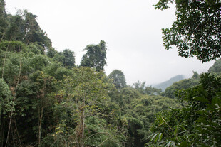 茂密山林景观