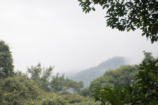 山林雾景 绿意盎然