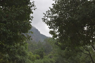 山林间的绿意景致