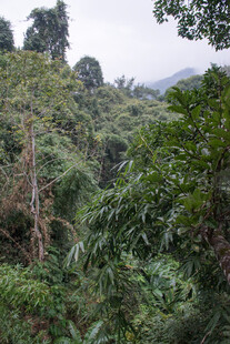 茂密山林绿意盎然景象