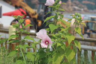 芙蓉葵