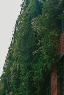 红砖墙上的繁茂绿植