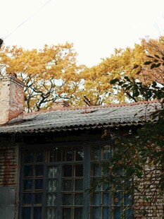 秋日爬满藤蔓的古朴小屋