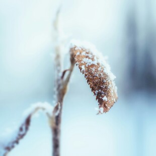 霜覆植物枝尖的美丽瞬间