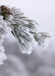 雪覆松枝
