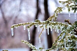 枝头挂冰棱