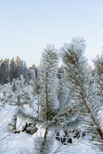 冬日雪覆松林美景
