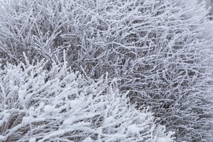 银霜覆枝的冬日景致