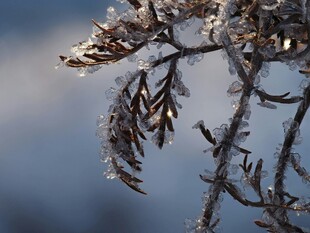 霜覆枝叶的冬日景象