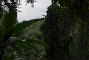 茂密丛林景观