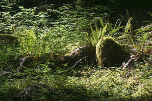 森林中的绿植与苔藓景观