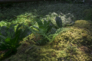 林间苔藓与绿植景观