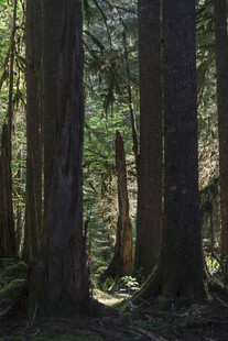 茂密森林中的高大树木
