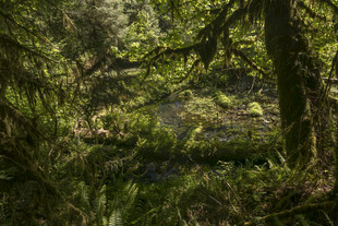 茂密森林绿意盎然景象