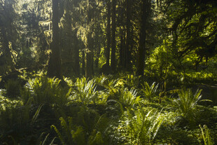 阳光洒落的茂密森林