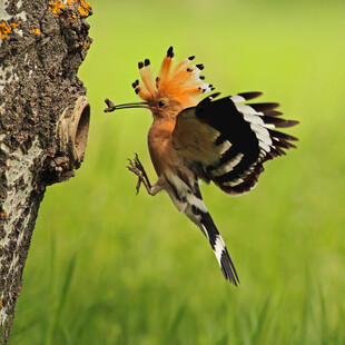 戴胜鸟喂食幼鸟瞬间