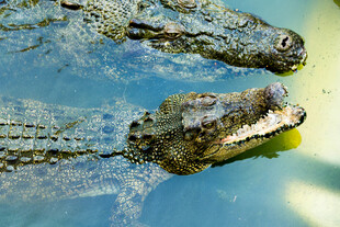 水中的两只鳄鱼