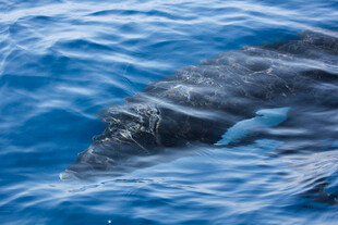 海中海豚伴大鱼共游